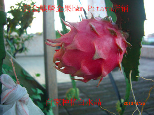 火龙果苗.异花授粉.白色水晶透明果肉.家庭种植