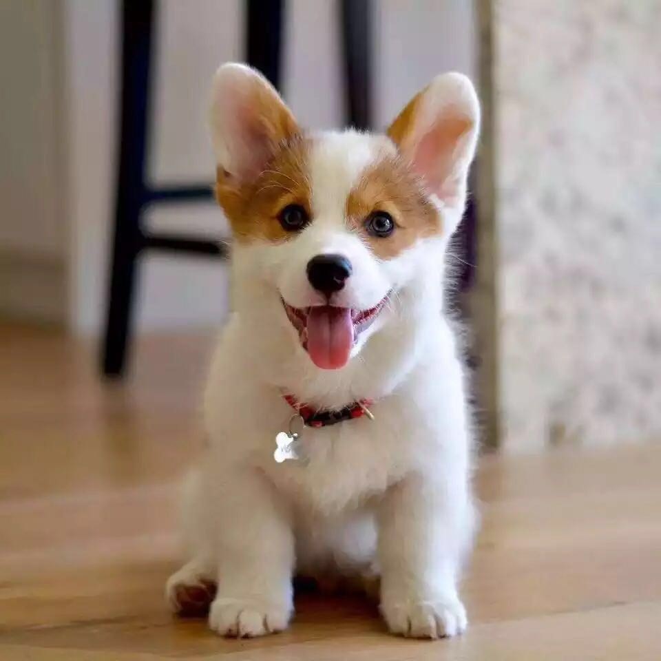 狗狗活幼体宠物幼犬真狗活物小型活犬动物纯种柯基小狗宠物狗活的|ruв категории электронный словарь/электрический бумажных книг/канцелярские принадлежности, полиграфической продукции, экспресс - специальный пакет, сумка - от Buy2taobao.com для оказания профессиональной услуги покупки агента Taobao