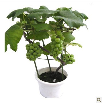 正品果树 当年结果 美人指葡萄苗南方北方种植