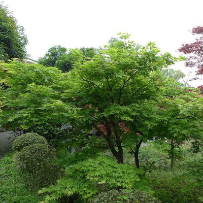青枫树苗青枫小苗鸡爪槭树苗青枫苗红枫嫁接砧木绿化苗木庭院植物|msdalam kategori penghantaran bunga/bunga simulasi/tumbuhan berkebun, 花园植物/行道树/果树, 行道树/乔木 - dari Buy2taobao.com untuk memberikan perkhidmatan ejen Taobao profesional membeli