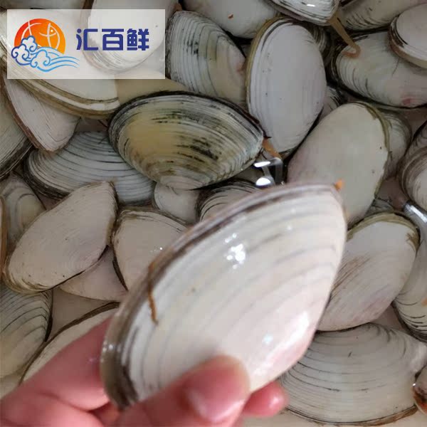 熱賣鮮活刀貝 刀貝 個大 肉肥 鮮10-13個 500g在類目 水產肉類/新鮮蔬果/熟食, 海鮮/水產品/製品, 貝類, 貝類製品中 - 來自Buy2taobao.com提供專業的淘寶代購服務