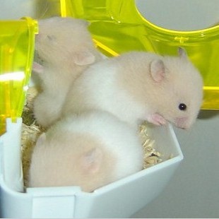 自家繁殖仓鼠宝宝 小宠物 金丝熊宝宝 珍珠熊 活