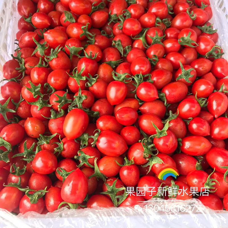 新品玲珑小番茄千禧圣女果小西红柿4斤新鲜孕妇水果多省包邮在类目 水产肉类/新鲜蔬果/熟食, 新鲜蔬菜/蔬菜制品, 新鲜蔬菜, 其它中 - 来自Buy2taobao.com提供专业的淘宝代购服务