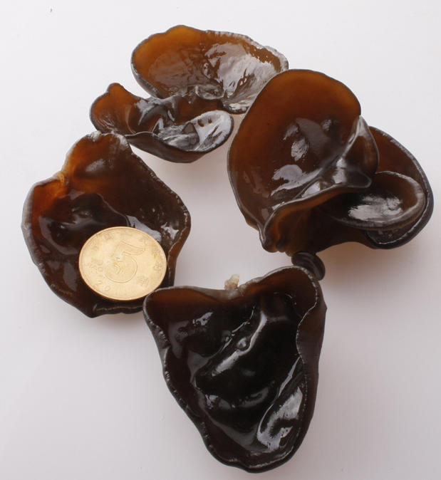 【天天特价】东北特产 柞木 秋木耳 椴木耳 黑木耳 自产自销在类目 粮油米面/南北干货/调味品, 南北干货/肉类干货, 干货/土特产, 黑木耳中 - 来自Buy2taobao.com提供专业的淘宝代购服务