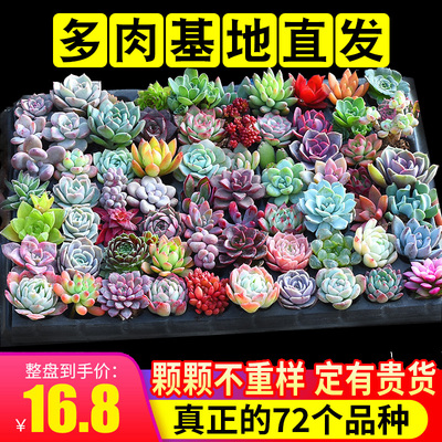 肉肉 多肉植物组合盆栽绿植花卉室内一整箱50颗多肉套餐 含盆批发