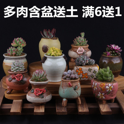 多肉植物含盆送土新手套餐肉肉植物组合盆栽室内防辐射包邮