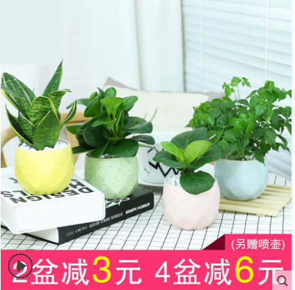 南昌配送小盆栽植物室内花园艺去甲醛绿植物虎皮兰幸福树净化空气在类目 鲜花速递/花卉仿真/绿植园艺, 花卉/绿植盆栽(新), 绿植中 - 来自Buy2taobao.com提供专业的淘宝代购服务