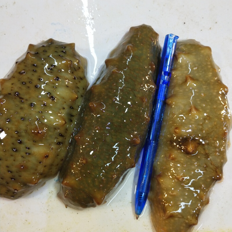 Live sea cucumber Fresh Dalian Live sea cucumber Can be eaten raw Sashimiin the Aquatic meat/Fresh fruits and vegetables/Cooked , Seafood/Aquatic/Product , Sea cucumber category - from Buy2taobao.com to provide professional Taobao agent buy service
