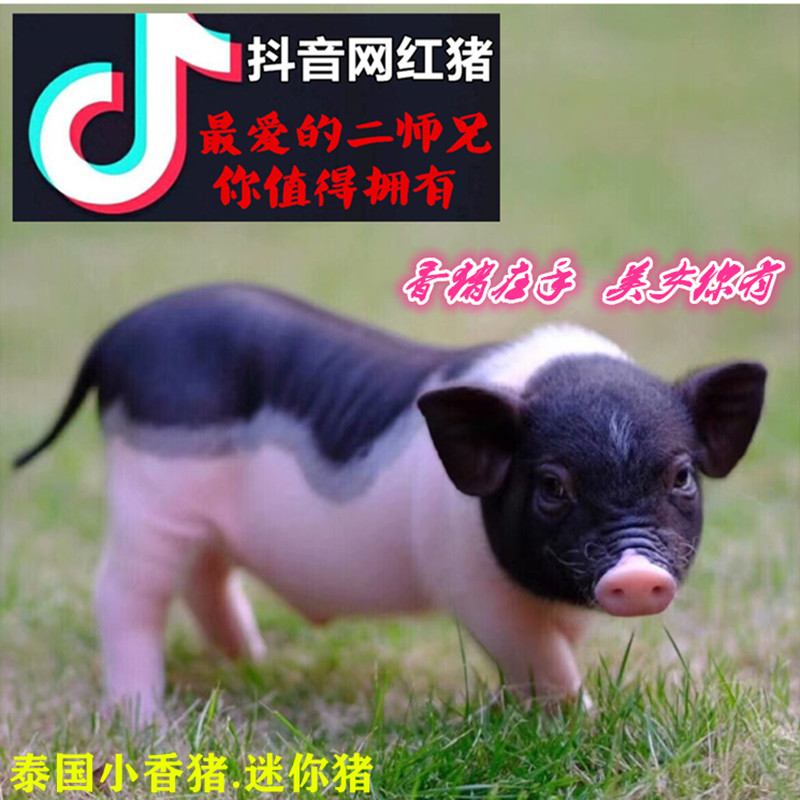 GZ888 lovely Trill Porco Rosso Peki living thing Pet Pig Thoroughbred Thailand Little pigs Mini-pigs Georgein the Pet/Pet food and supplies , Class pet hamsters and other small , Pigs category - from Buy2taobao.com to provide professional Taobao agent buy service