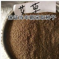 艾叶草种子-草 香艾 艾蒿 香草种子散装药用艾