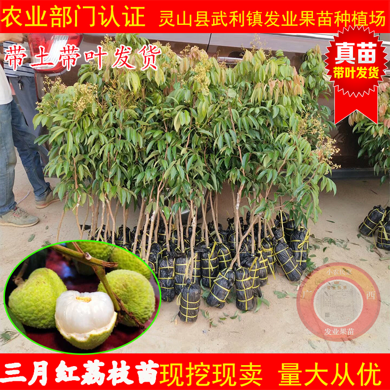 新品包邮正宗三月红荔枝嫁接苗早熟品种无核荔枝桂味荔枝南方种植在类目 鲜花速递/花卉仿真/绿植园艺, 花园植物/行道树/果树, 果树中 - 来自Buy2taobao.com提供专业的淘宝代购服务