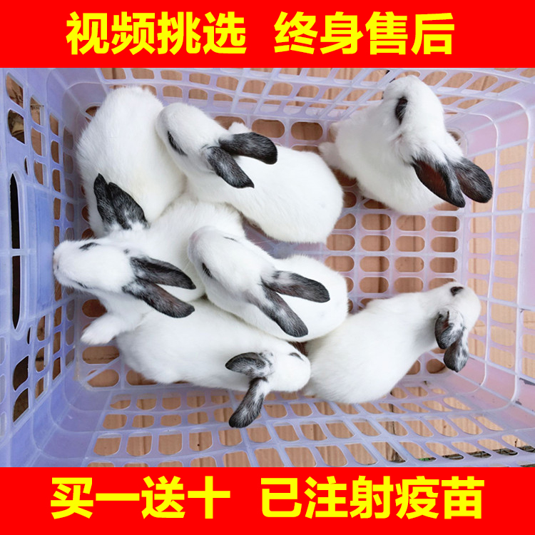 兔子活体肉兔苗宝宝凤眼熊猫兔迷你黑耳小白兔玩具活懒兔母兔|msdalam kategori haiwan peliharaan/makanan haiwan dan bekalan, Arnab dan bekalan, arnab - dari Buy2taobao.com untuk memberikan perkhidmatan ejen Taobao profesional membeli