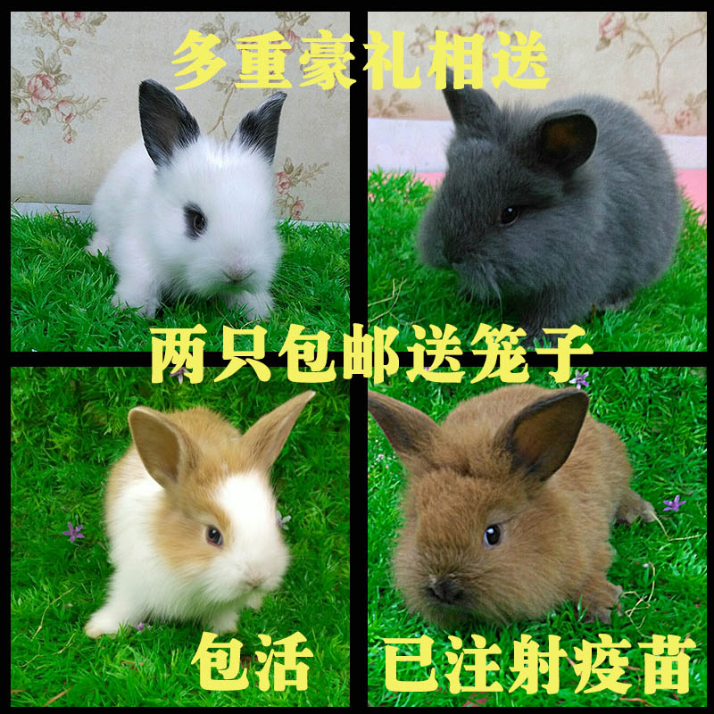 迷你宠物兔活体猫猫侏儒道奇凤眼兔小型长不大老鼠海棠兔子公主|msdalam kategori haiwan peliharaan/makanan haiwan dan bekalan, Arnab dan bekalan, arnab - dari Buy2taobao.com untuk memberikan perkhidmatan ejen Taobao profesional membeli