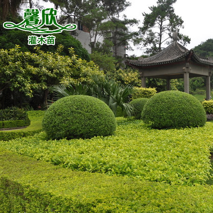 小叶女贞球 金叶女贞球 观叶灌木球类 庭院绿化绿篱色块四季常青在类目 鲜花速递/花卉仿真/绿植园艺, 花园植物/行道树/果树, 观叶 /花灌木中 - 来自Buy2taobao.com提供专业的淘宝代购服务