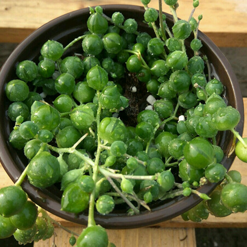 多肉植物珍珠吊兰 佛珠办公室内阳台 防辐射净化空气萌肉肉满包邮在类目 鲜花速递/花卉仿真/绿植园艺, 创意迷你植物中 - 来自Buy2taobao.com提供专业的淘宝代购服务