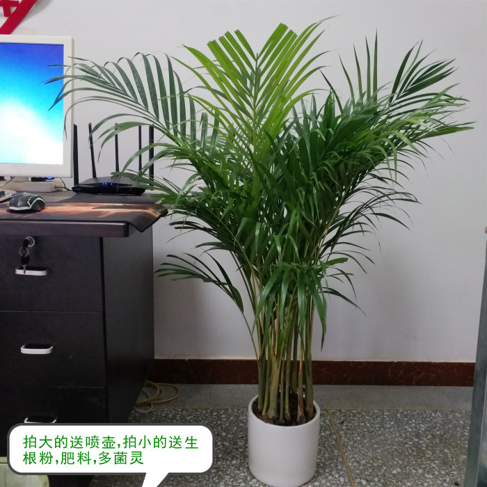 散尾葵凤尾竹室内客厅大型绿植盆栽袖珍叶夏威夷盆景花卉植物在类目 鲜花速递/花卉仿真/绿植园艺, 花卉/绿植盆栽(新), 大型绿植/成品组合盆栽中 - 来自Buy2taobao.com提供专业的淘宝代购服务