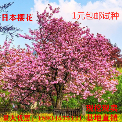 日本樱花树苗庭院绿化苗工程苗嫁接早樱晚樱南方北方种植樱花小苗