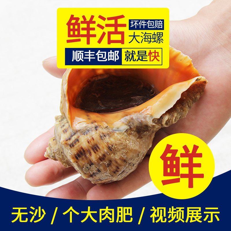 【2件包郵】青島野生鮮活大海螺 新鮮貝類海鮮 2-3只/斤 500g在類目 水產肉類/新鮮蔬果/熟食, 海鮮/水產品/製品, 貝類, 貝類製品中 - 來自Buy2taobao.com提供專業的淘寶代購服務