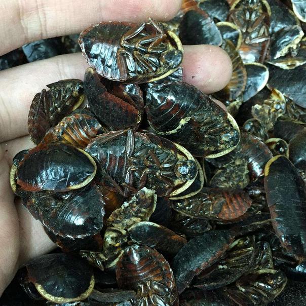 金边土鳖 金边土元 干品 土鳖虫 土元 500g克 初级农产品在类目 传统滋补营养品, 其他传统滋补品, 传统滋补品其他中 - 来自Buy2taobao.com提供专业的淘宝代购服务