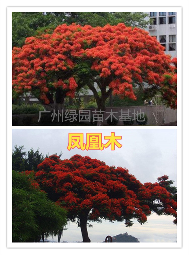 凤凰木苗优质凤凰树苗红花楹小苗盆栽带土发货凤凰树苗庭院绿化苗在类目 鲜花速递/花卉仿真/绿植园艺, 花园植物/行道树/果树, 行道树/乔木中 - 来自Buy2taobao.com提供专业的淘宝代购服务