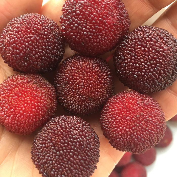 樂昌新鮮楊梅小黑炭梅非仙居東魁楊梅孕婦新鮮水果現摘現發2500g在類目 水產肉類/新鮮蔬果/熟食, 新鮮水果, 其它中 - 來自Buy2taobao.com提供專業的淘寶代購服務