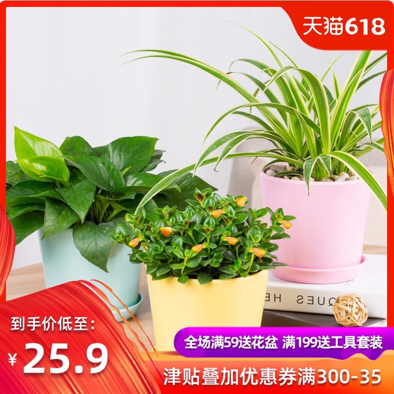 長壽花金邊吊蘭綠植花卉盆栽金魚吊蘭花辦公室客廳四季植物長壽花在類目 鮮花速遞/花卉仿真/綠植園藝, 花卉/綠植盆栽(新), 綠植中 - 來自Buy2taobao.com提供專業的淘寶代購服務