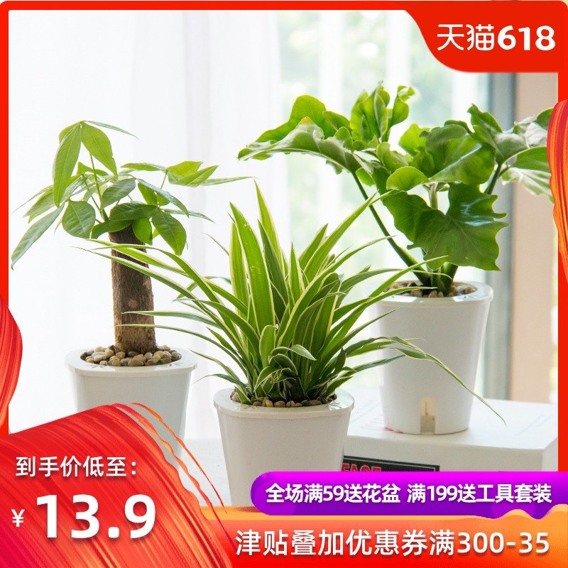 Asparagus Green plant Potted plant flowers and plants Scindapsus Goldfish Chlorophytum Gardenia Office Botany Bonsai Pachirain the Flower delivery/Flowers simulation/Plants gardening , Flowers/Potted plants (New) , Plants category - from Buy2taobao.com to provide professional Taobao agent buy service