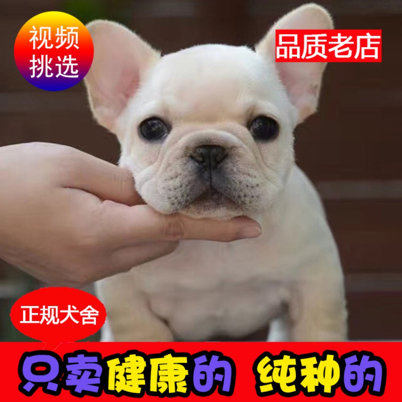 Thoroughbred Britain and France Bulldog French Bulldog Puppies English Bulldog Dogs Puppies living thing Pet dogin the Pet/Pet food and supplies , Pet Life Services , Pet Training category - from Buy2taobao.com to provide professional Taobao agent buy service