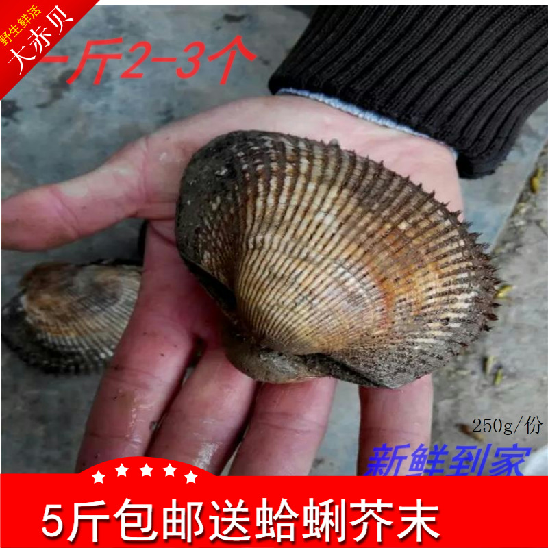 海鲜贝类鲜活赤贝新鲜大赤贝活蛤蜊野生毛蛤血蛤生吃刺身大毛蚶在类目 水产肉类/新鲜蔬果/熟食, 海鲜/水产品/制品, 贝类, 贝类制品中 - 来自Buy2taobao.com提供专业的淘宝代购服务