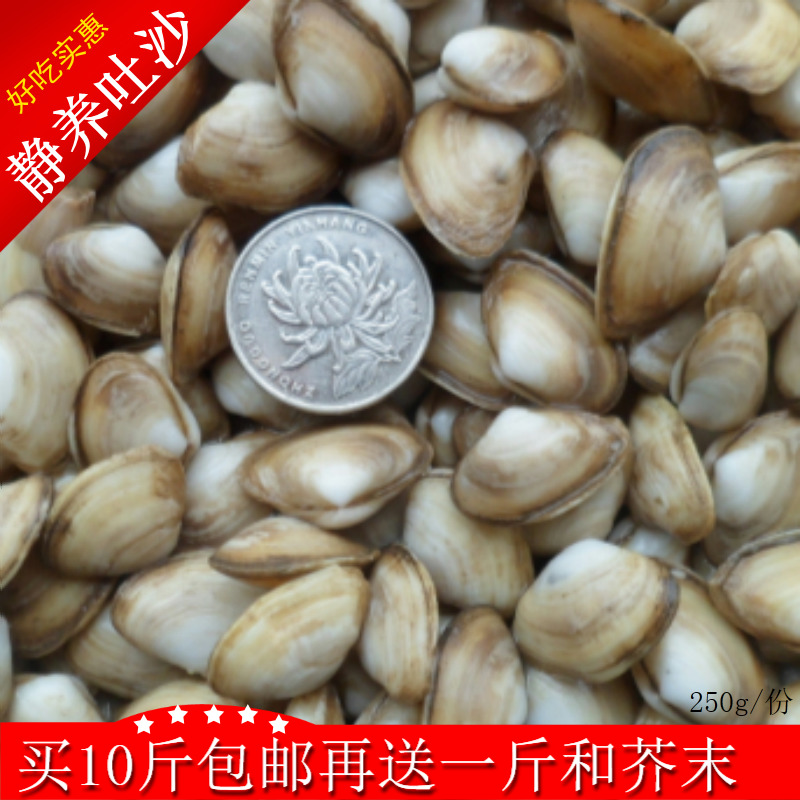 连云港特产海鲜贝类 新鲜鲜活海瓜子 海沙子小蛤蜊白瓜子优质野生在类目 水产肉类/新鲜蔬果/熟食, 海鲜/水产品/制品, 贝类, 贝类制品中 - 来自Buy2taobao.com提供专业的淘宝代购服务