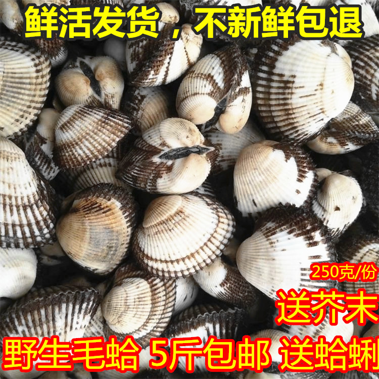 海鮮水産 鮮活海鮮 新鮮毛蛤蜊毛蜊 野生毛哈 血蛤毛蚬 鮮活貝類在類目 水產肉類/新鮮蔬果/熟食, 海鮮/水產品/製品, 貝類, 貝類製品中 - 來自Buy2taobao.com提供專業的淘寶代購服務