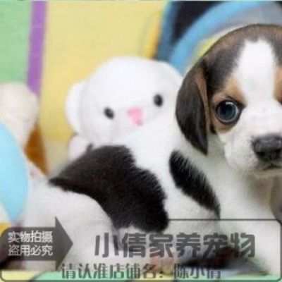 纯种赛级比格犬幼犬比格宠物狗活体比格幼犬米格鲁幼犬猎兔犬L在类目 宠物/宠物食品及用品, 狗狗中 - 来自Buy2taobao.com提供专业的淘宝代购服务