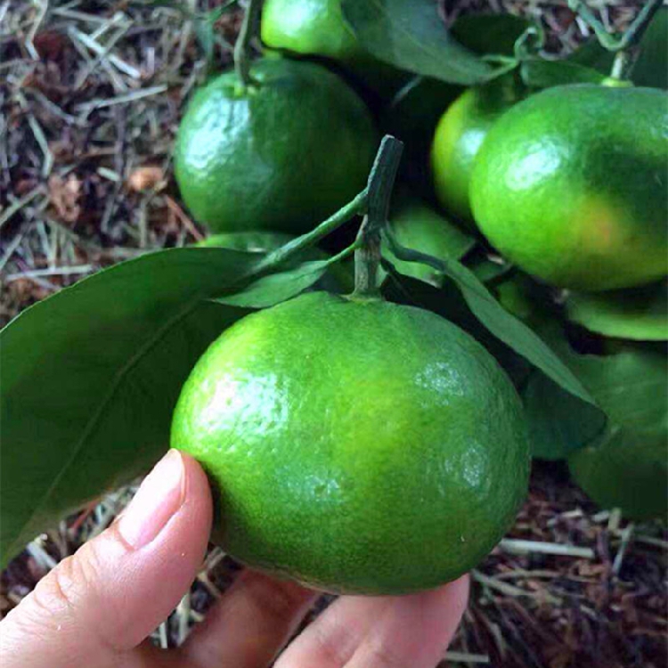 5 pounds fresh pregnant woman fruit Peel Tangerine Three Gorges Yichang Tangerine Ehime 38 Jelly orangein the Aquatic meat/Fresh fruits and vegetables/Cooked , Fresh fruit , Orange category - from Buy2taobao.com to provide professional Taobao agent buy service