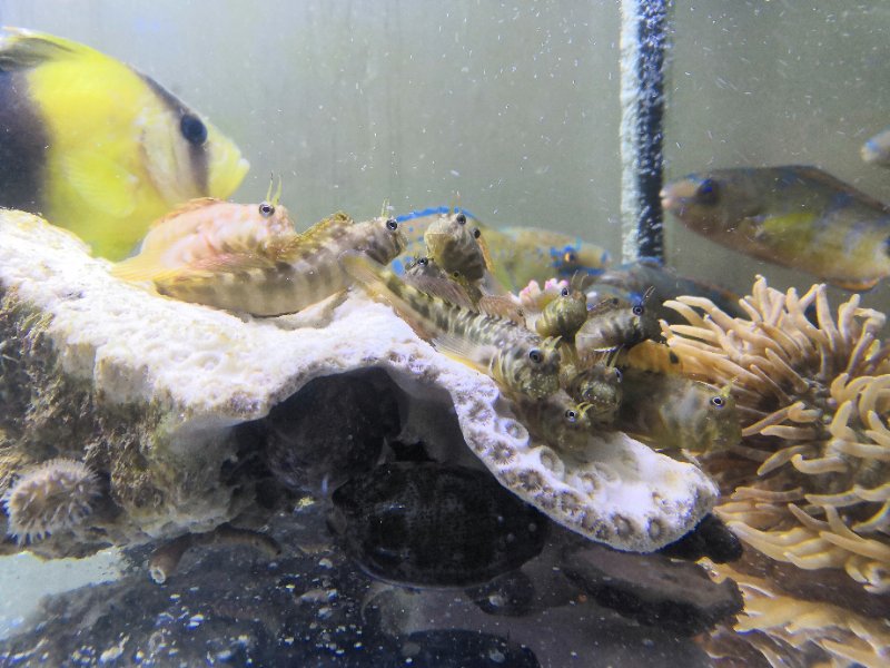 西瓜刨 云纹鳚 活体 原生食藻除藻海水鱼 深圳水族海洋观赏珊瑚缸在类目 宠物/宠物食品及用品, 水族世界, 鱼中 - 来自Buy2taobao.com提供专业的淘宝代购服务