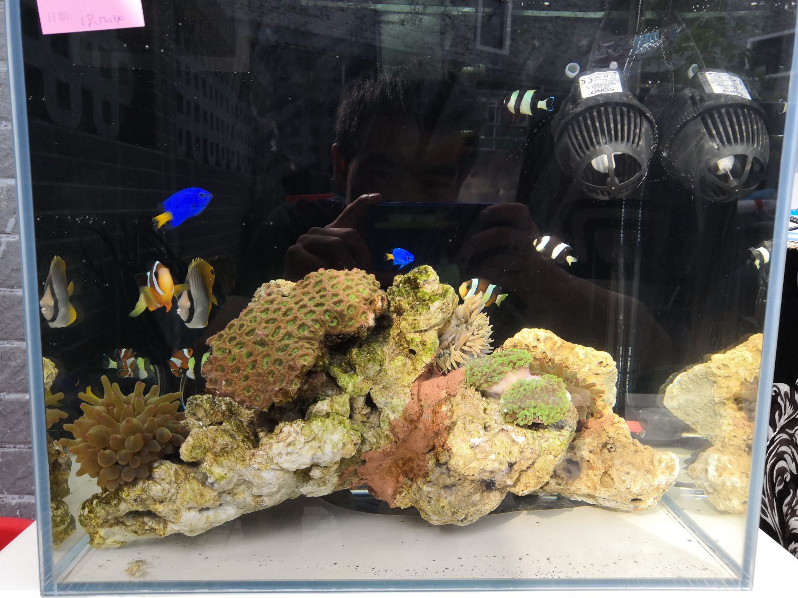 海水魚缸整體配套 超白背濾海缸全套入門懶人套裝 簡易新人檢疫缸在類目 寵物/寵物食品及用品, 水族世界, 魚缸等水族設備, 魚缸/水族箱中 - 來自Buy2taobao.com提供專業的淘寶代購服務