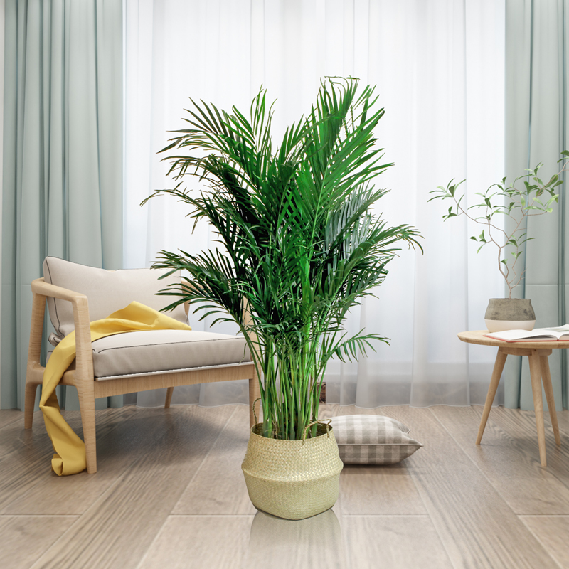 San Weikui Fengweizhu Rich coconut large Botany indoor a living room Office Potted plant Formaldehyde absorption Clean airin the Flower delivery/Flowers simulation/Plants gardening , Flowers/Potted plants (New) , Large plants/Potted finished composition category - from Buy2taobao.com to provide professional Taobao agent buy service