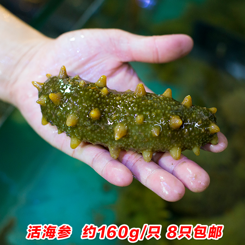 青岛崂山鲜活海参刺参海鲜新鲜海捕大海参活海参鲜刺身在类目 水产肉类/新鲜蔬果/熟食, 海鲜/水产品/制品, 海参中 - 来自Buy2taobao.com提供专业的淘宝代购服务