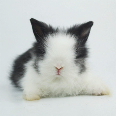 宠物兔子活体安哥拉猫猫兔迷你道奇兔宝宝长毛
