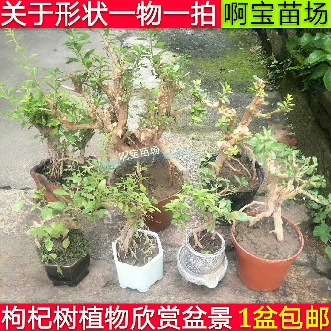 枸杞盆景 野生枸杞老树桩 微型枸杞盆栽苗室内观赏植物叶子可以吃|msdalam kategori penghantaran bunga/bunga simulasi/tumbuhan berkebun, 花园植物/行道树/果树, 果树 - dari Buy2taobao.com untuk memberikan perkhidmatan ejen Taobao profesional membeli