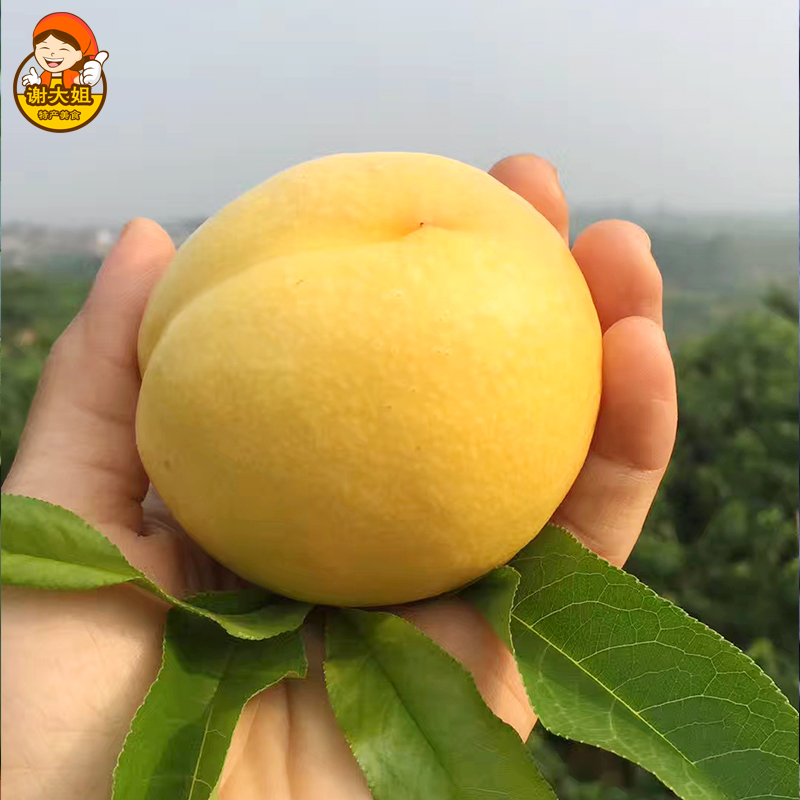 现摘现发新鲜沂蒙山区无毛黄油桃酸甜红黄油桃黄桃非水蜜桃5斤|ruв категории водной мясо/свежие фрукты и овощи/еда, свежие фрукты, персик - от Buy2taobao.com для оказания профессиональной услуги покупки агента Taobao