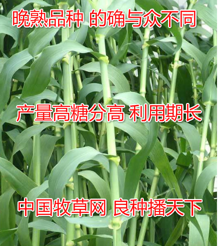 牧草種子進口大力士甜高粱抗鹽堿耐幹旱抗逆性強新疆內蒙等長勢好在類目 鮮花速遞/花卉仿真/綠植園藝, 園藝用品, 其它園藝用品中 - 來自Buy2taobao.com提供專業的淘寶代購服務