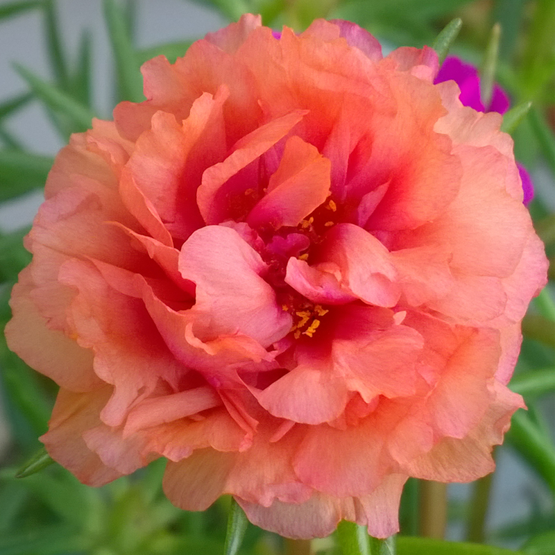 Plena Sun flower Miaolongxu peony Flower seedlings Branch Heat Garden flowers green Drought Flesh pinkin the Flower delivery/Flowers simulation/Plants gardening , Flowers/Potted plants (New) , Flowers category - from Buy2taobao.com to provide professional Taobao agent buy service