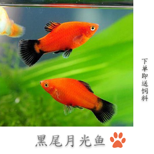 薰兒家精品黑尾月光 米奇 藍月光 5條裝 滿額包郵包活免包裝在類目 寵物/寵物食品及用品, 水族世界, 魚中 - 來自Buy2taobao.com提供專業的淘寶代購服務