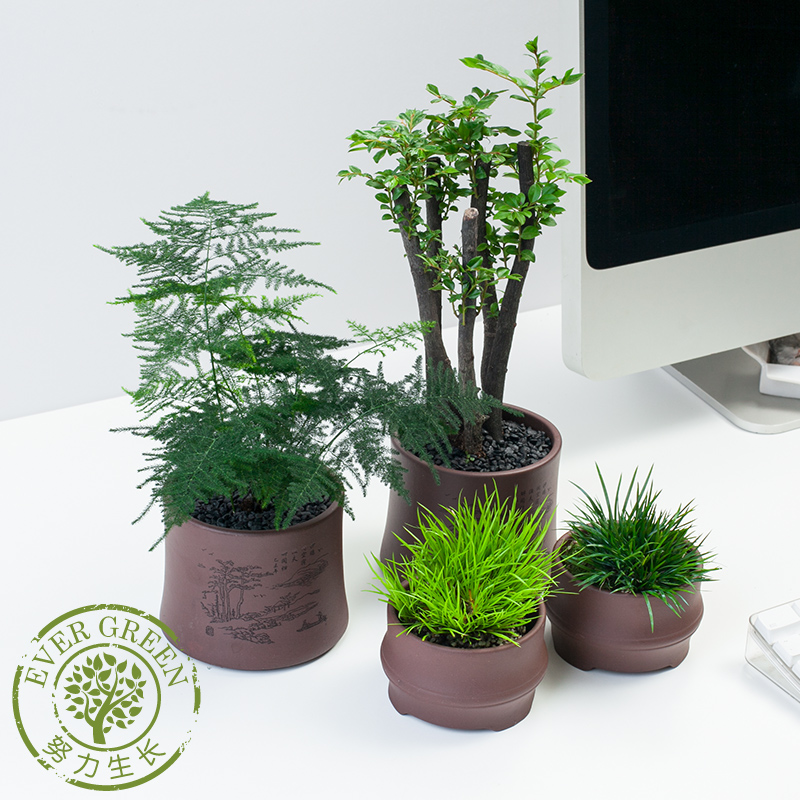 小叶紫檀紫砂禅意盆景植物室内文竹菖蒲绿植高端办公室桌面盆栽|ruв категории доставка цветов/цветок моделирования/растения садоводства, цветок/растения в горшках (новый), растения - от Buy2taobao.com для оказания профессиональной услуги покупки агента Taobao