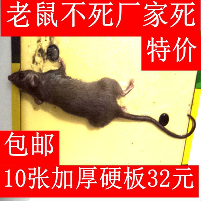 10张正品南大园超强力老鼠贴粘鼠板帖胶沾占耗子实惠装片装家用。在类目 洗护清洁剂/卫生巾/纸/香薰, 驱虫用品, 灭鼠/杀虫剂中 - 来自Buy2taobao.com提供专业的淘宝代购服务