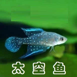 神奇 小鱼 热带鱼 太空鱼 魔法土 可孵化 鱼卵 多种套装在类目 宠物/宠物食品及用品, 水族世界, 鱼中 - 来自Buy2taobao.com提供专业的淘宝代购服务