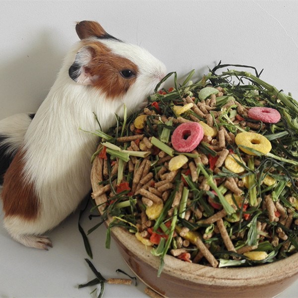 盆栽植物 阳台包邮兔饲料 豚鼠荷兰猪天竺鼠粮食混合饲料兔粮含VC|ruв категории животное/Животное питание и принадлежностей, зайцеобразные и принадлежностей, Туту основных зерновых культур - от Buy2taobao.com для оказания профессиональной услуги покупки агента Taobao