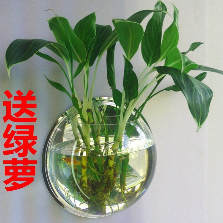 新房家中室内外养花玄关布景架子迷你墙贴小花餐厅花瓶透明办公室|msdalam kategori Aksesori rumah, mural - dari Buy2taobao.com untuk memberikan perkhidmatan ejen Taobao profesional membeli