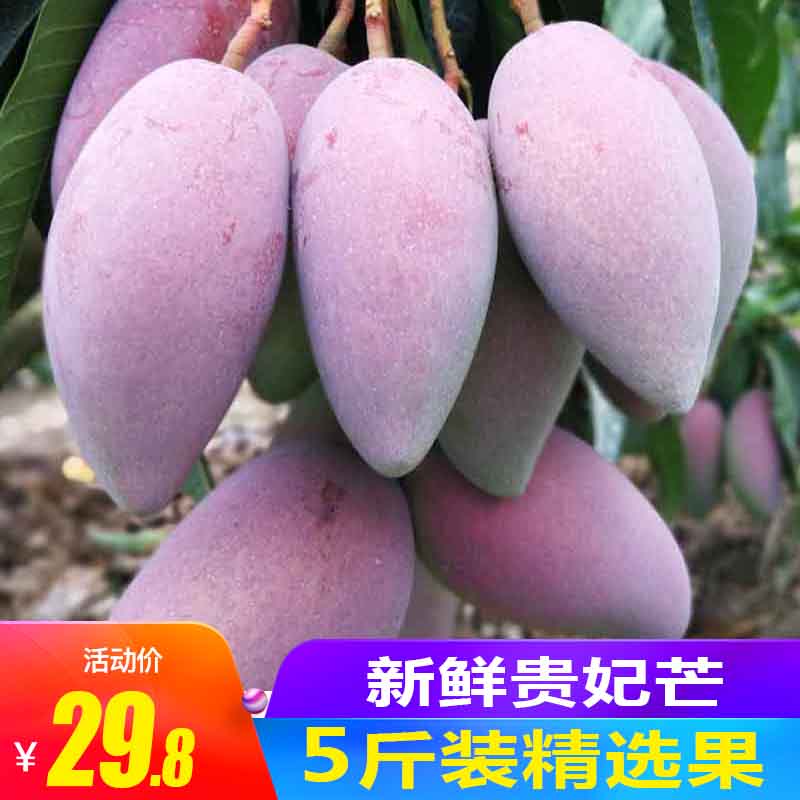 【花不凡】贵妃芒果5斤新鲜当季水果小红金龙批发包邮|msdalam kategori daging perikanan/Buah-buahan segar dan sayur-sayuran/dimasak, buah-buahan segar, Mango - dari Buy2taobao.com untuk memberikan perkhidmatan ejen Taobao profesional membeli