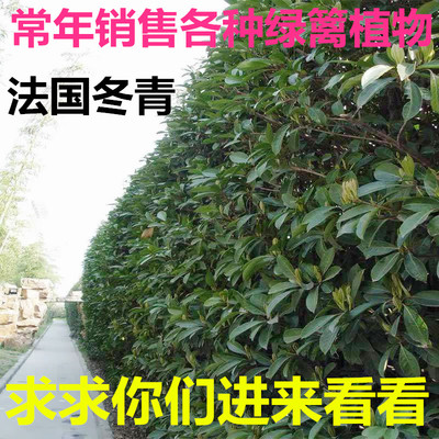 法国冬青树苗篱笆苗北海道黄杨苗庭院围墙树苗大叶黄杨球冬青苗